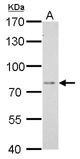 Dipeptidyl Peptidase 3 / DPP3 Antibody (aa138-465)