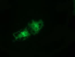 TCP11L2 Antibody (clone OTI3E4)