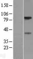 SLC29A4 Protein (Over-Expression Lysate Myc-DDK (Flag))