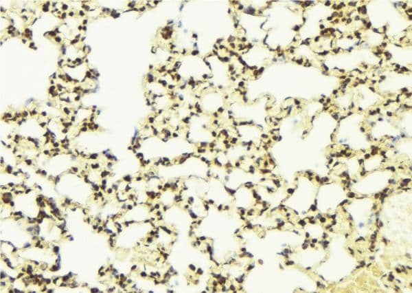 Polyclonal Rabbit anti-Human Selenium Binding Protein 1 Antibody (IHC, IF, WB)