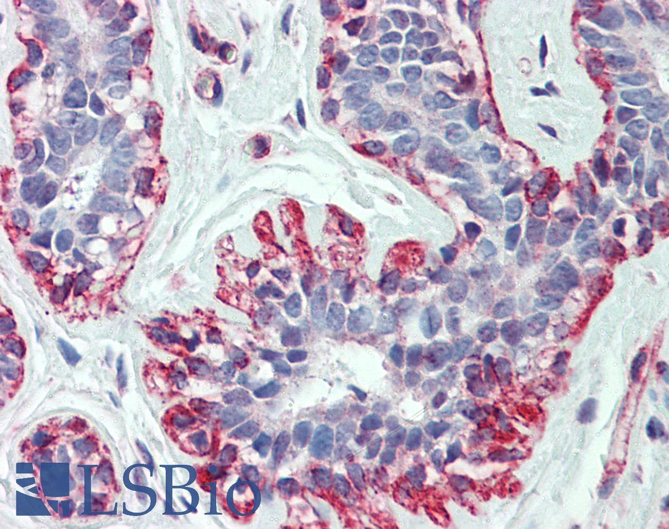ACTB / Beta Actin Antibody (C-Terminus)