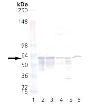 IHC-plus™ HSPD1 / HSP60 Antibody (clone Mab-11-13)