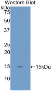 UCP2 Antibody (aa99-216)