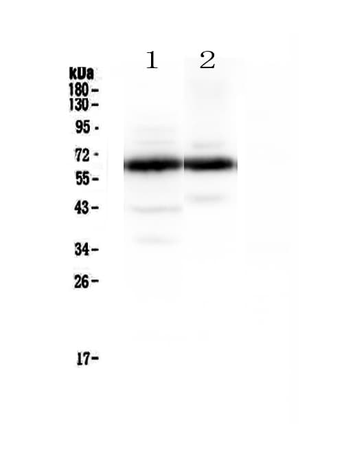 SYT1 / Synaptotagmin Antibody