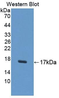 UPK1A / Uroplakin 1A Antibody (aa117-232, Cy3)