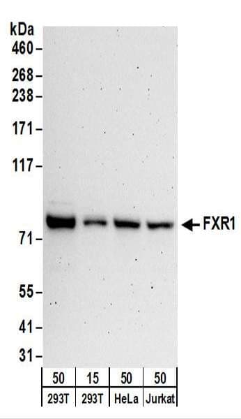 FXR1 Antibody (aa571-621)
