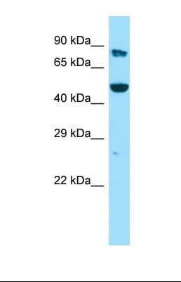 KMO Antibody (aa135-184)