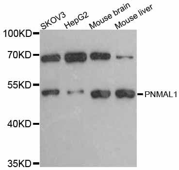 PNMAL1 Antibody