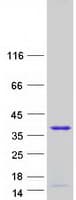 Human TCEAL3 Protein (Recombinant Myc-DDK (Flag))