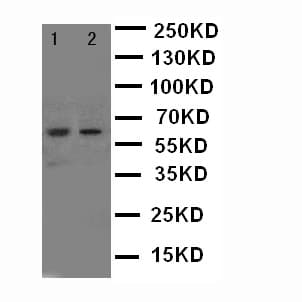 NOX1 Antibody (aa354-374)