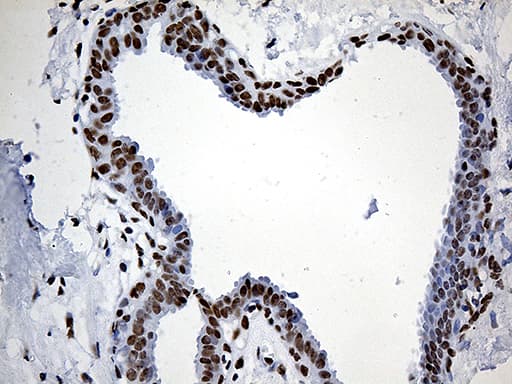 Monoclonal Mouse anti-Human RING1 Antibody (clone OTI11G7, aa88-362, IHC, WB)