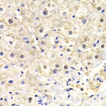 FKBP4 / FKBP52 Antibody