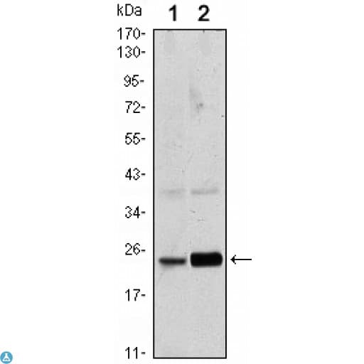 RAB10 Antibody