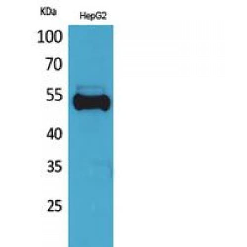 Ubiquitin Antibody