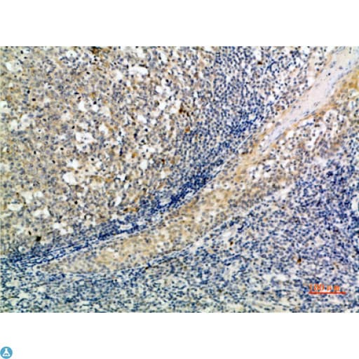 ATG10 Antibody