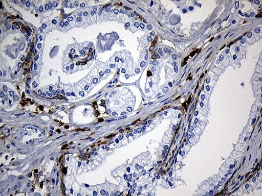 SH3BP1 Antibody (clone OTI1C9)
