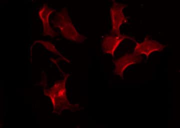 SLCO1A2 / OATP Antibody