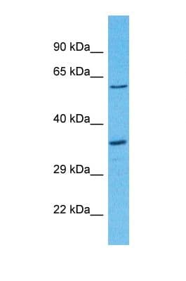 OR8D2 Antibody (C-Terminus)