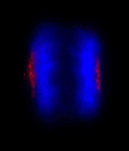 CEP170 Antibody (aa1534-C-term)