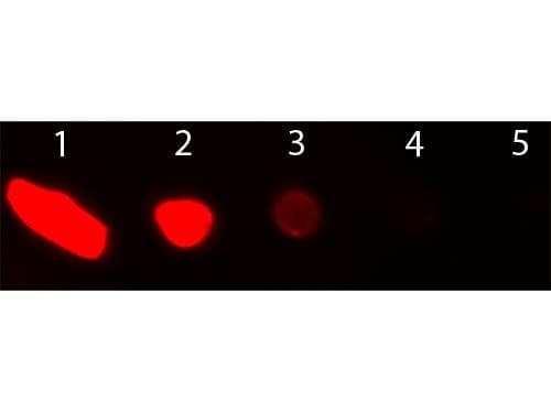 Donkey Anti-Goat IgG Secondary Antibody (TR)