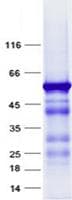 Human GSX2 / GSH2 Protein (Recombinant GST, N-terminus + His, C-terminus)