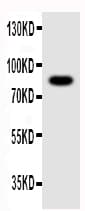 Nlrp4g Antibody (aa704-721)