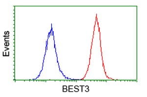 VMD2L3 / BEST3 Antibody (clone OTI2H3)