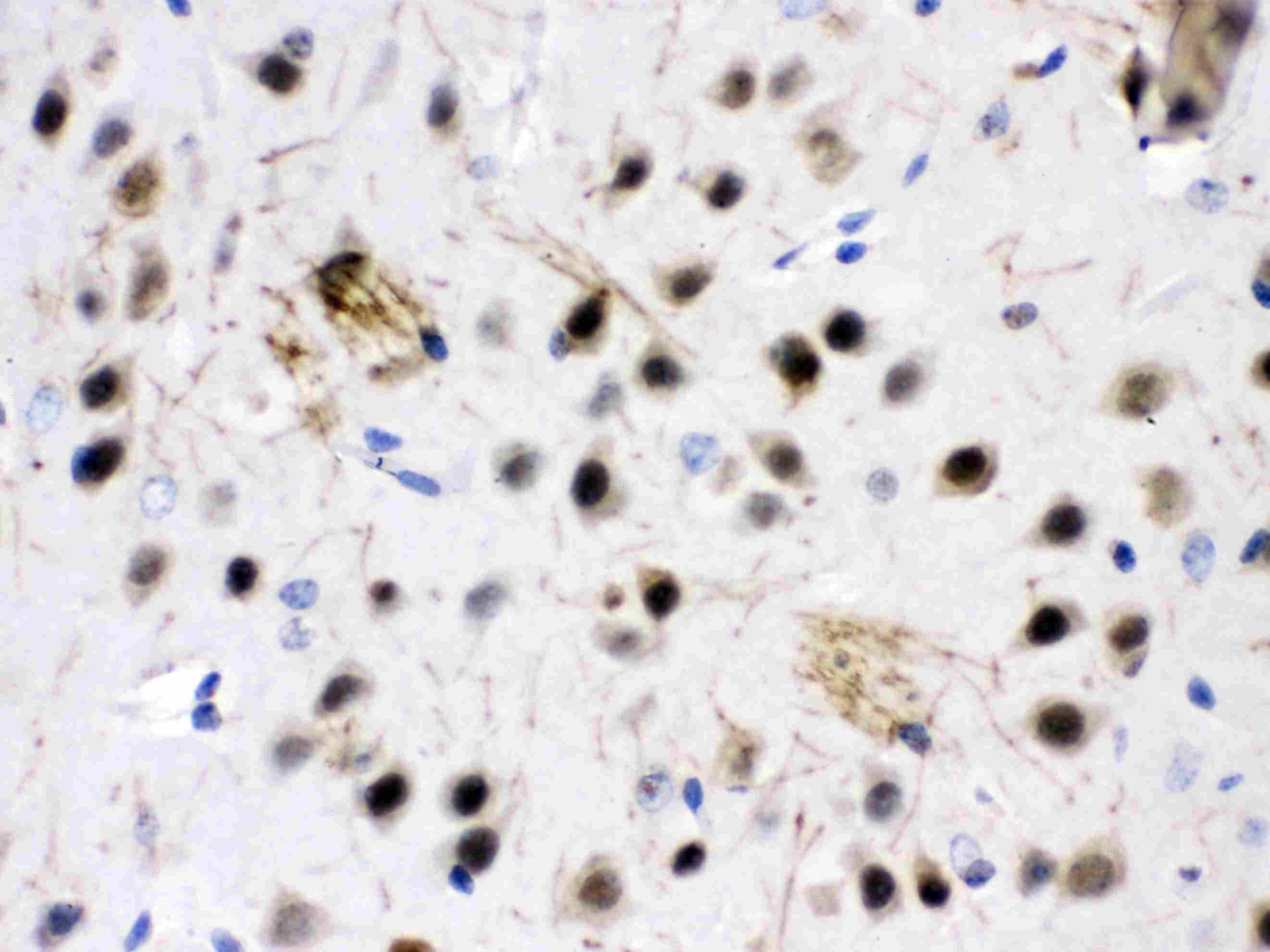 ZWINT Antibody