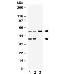 AHSG / Fetuin A Antibody