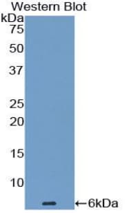 EDN1 / Endothelin 1 Antibody (Biotin)