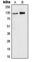 Polyclonal Rabbit anti-Human WDHD1 Antibody (Internal, IHC, WB)