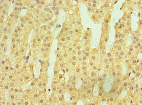 HSD11B1 / HSD11B Antibody (aa25-292)