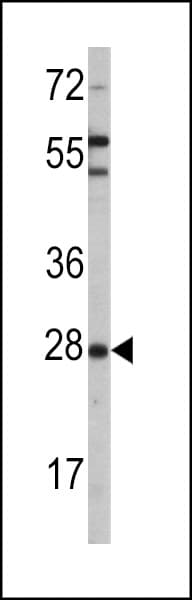 Polyclonal Rabbit anti-Human OPRS1 / SIGMAR1 Antibody (aa47-81, WB)