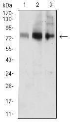 ACSS1 Antibody (clone 4E12F1)