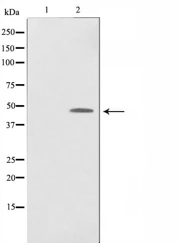 JUN / c-Jun Antibody (phospho-Ser243)