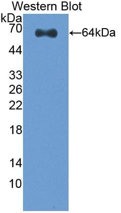 SCGF Antibody (aa22-323, HRP)