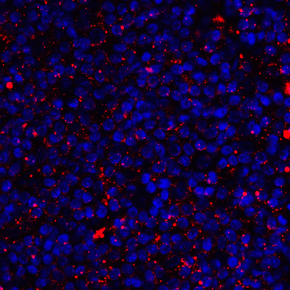 CD80 Antibody (clone 7A2)