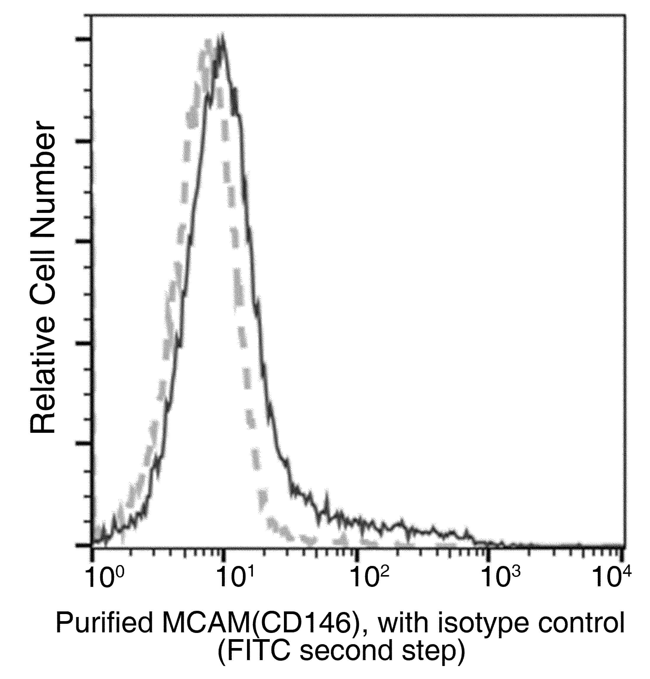 MCAM / CD146 Antibody (clone 241, Preservative Free)