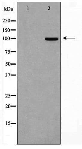 CSF1R / CD115 / FMS Antibody