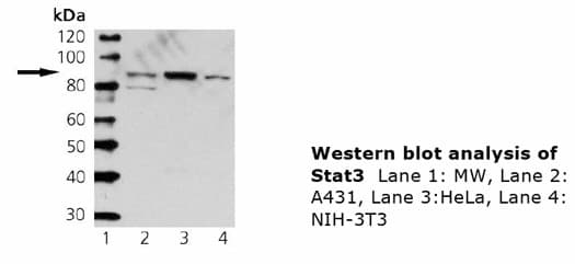 Monoclonal Mouse anti-Human STAT3 Antibody (clone 7G8, WB)
