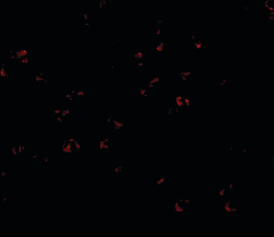 IHC-plus™ Polyclonal Rabbit anti-Human BUB3 Antibody (IHC, IF, WB)