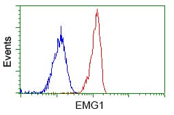 EMG1 / NEP1 Antibody (clone OTI1B8)