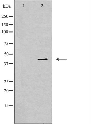 MAPK1 / ERK2 Antibody