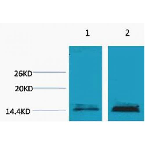 Histone H3 Antibody