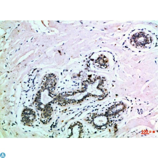 Polyclonal Rabbit anti-Human EPHB3 / EPH Receptor B3 Antibody (WB)