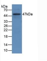 CD40L Antibody (clone C1)