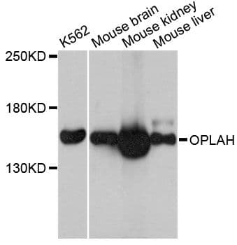 OPLAH Antibody
