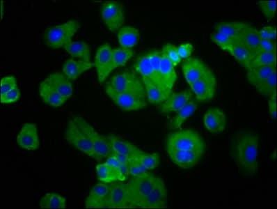 PTGER4 / EP4 Antibody