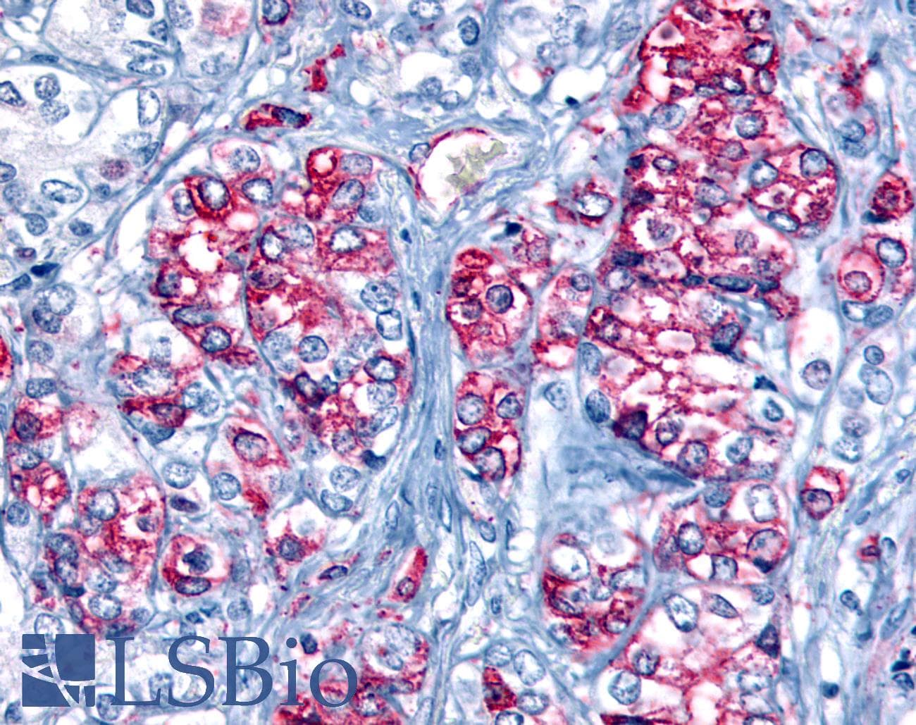 PathPlus™ FFAR2 / GPR43 Antibody (Extracellular Domain)
