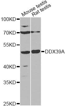 DDX39 Antibody